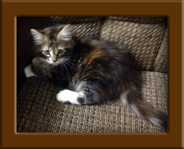 Female Maine Coon Kitten